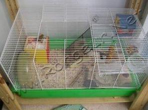 rencontre de deux rats